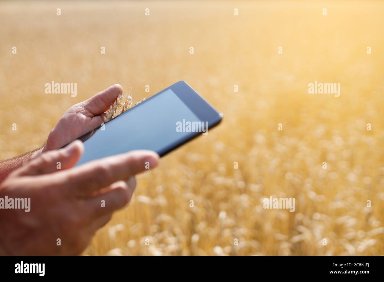 electronic tablet in a wheat field Stock Photo