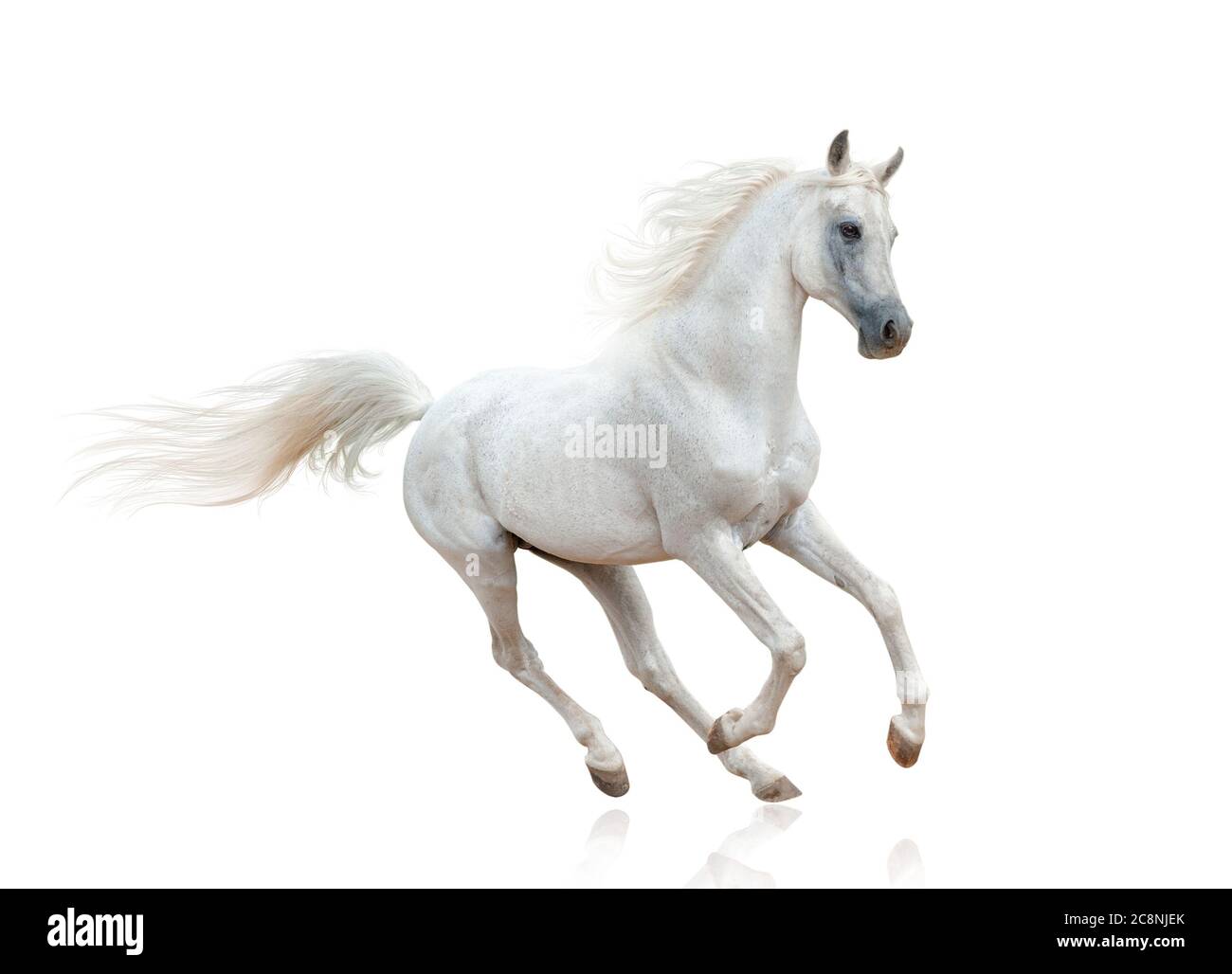 Snow white arabian stallion isolated Stock Photo