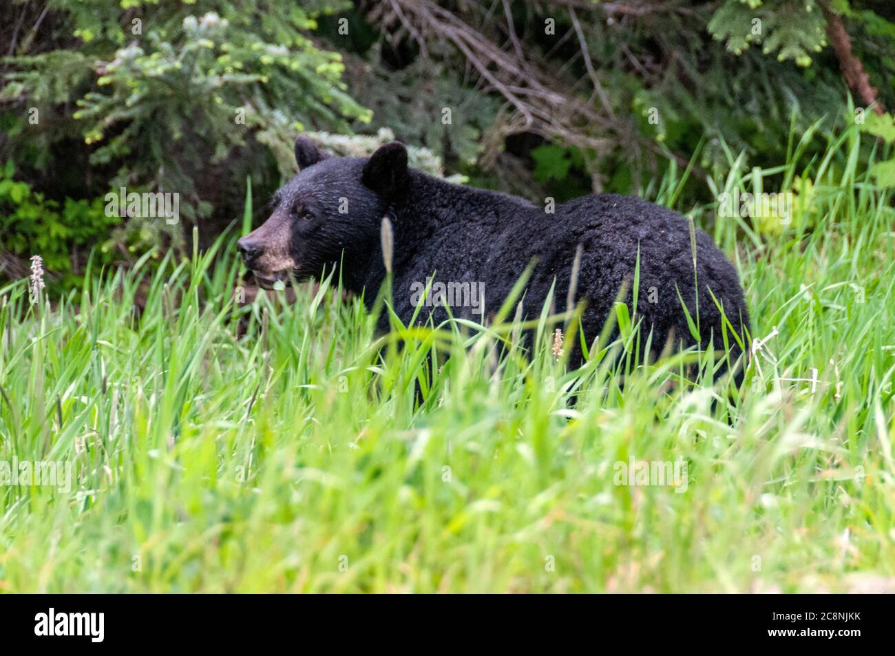 A Black bear  feeding for berries on the wooded slopes above Whistler village in British Columbia, Canada Stock Photo