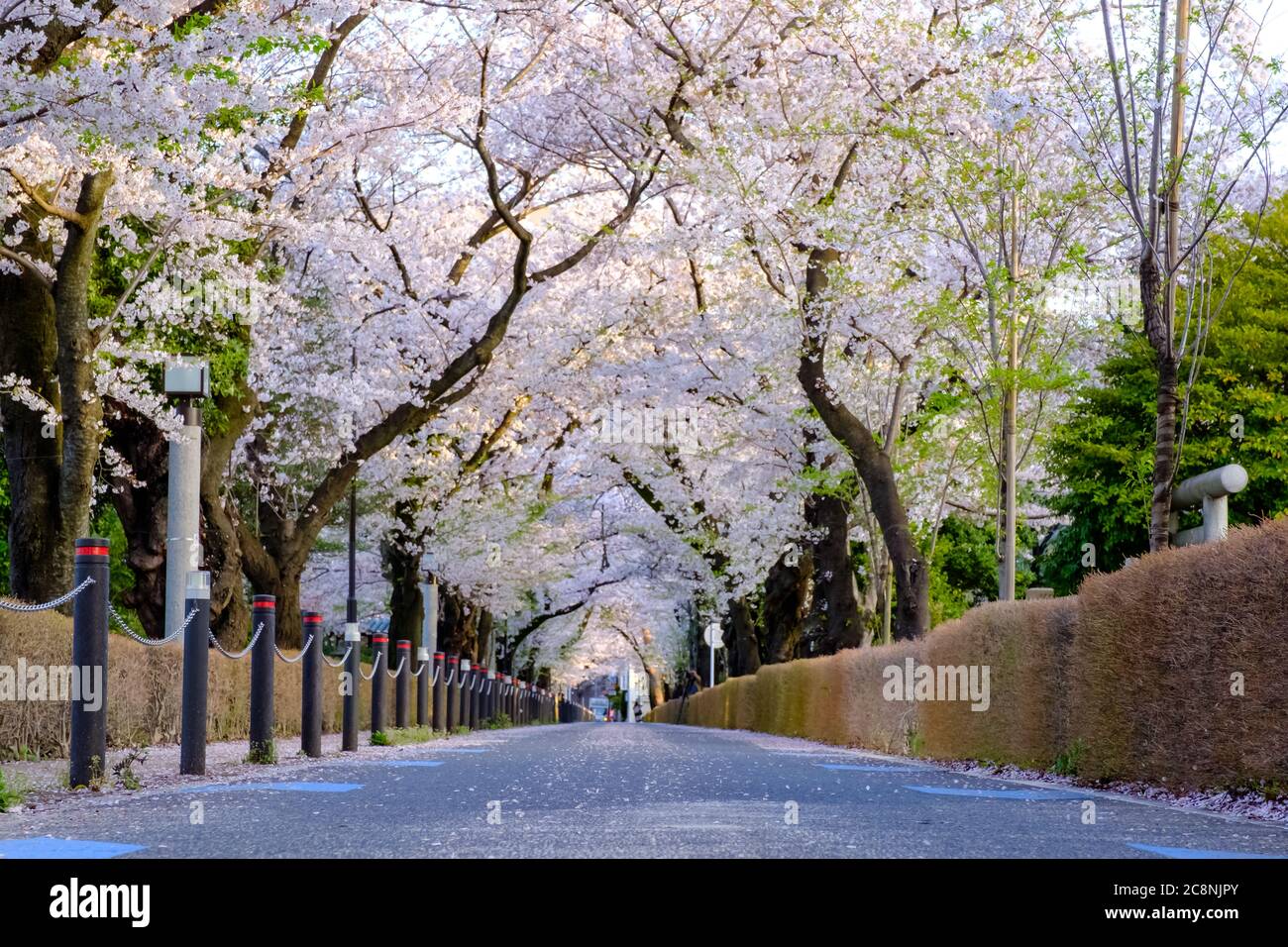 Cherry blossom road Stock Photo Alamy