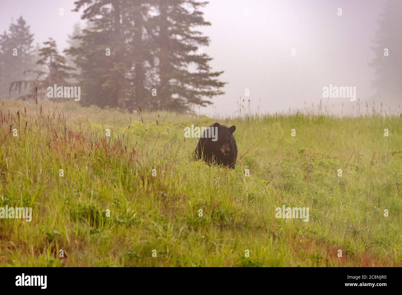 An adult Black bear feeding for berries on the wooded slopes above Whistler village in British Columbia, Canada Stock Photo