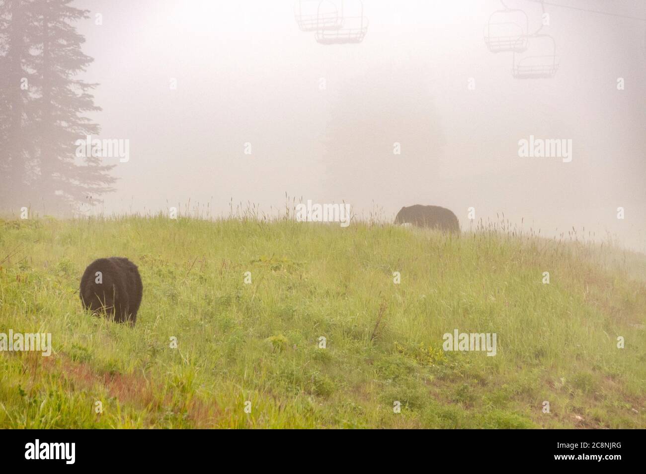 An adult Black bear feeding for berries on the wooded slopes above Whistler village in British Columbia, Canada Stock Photo