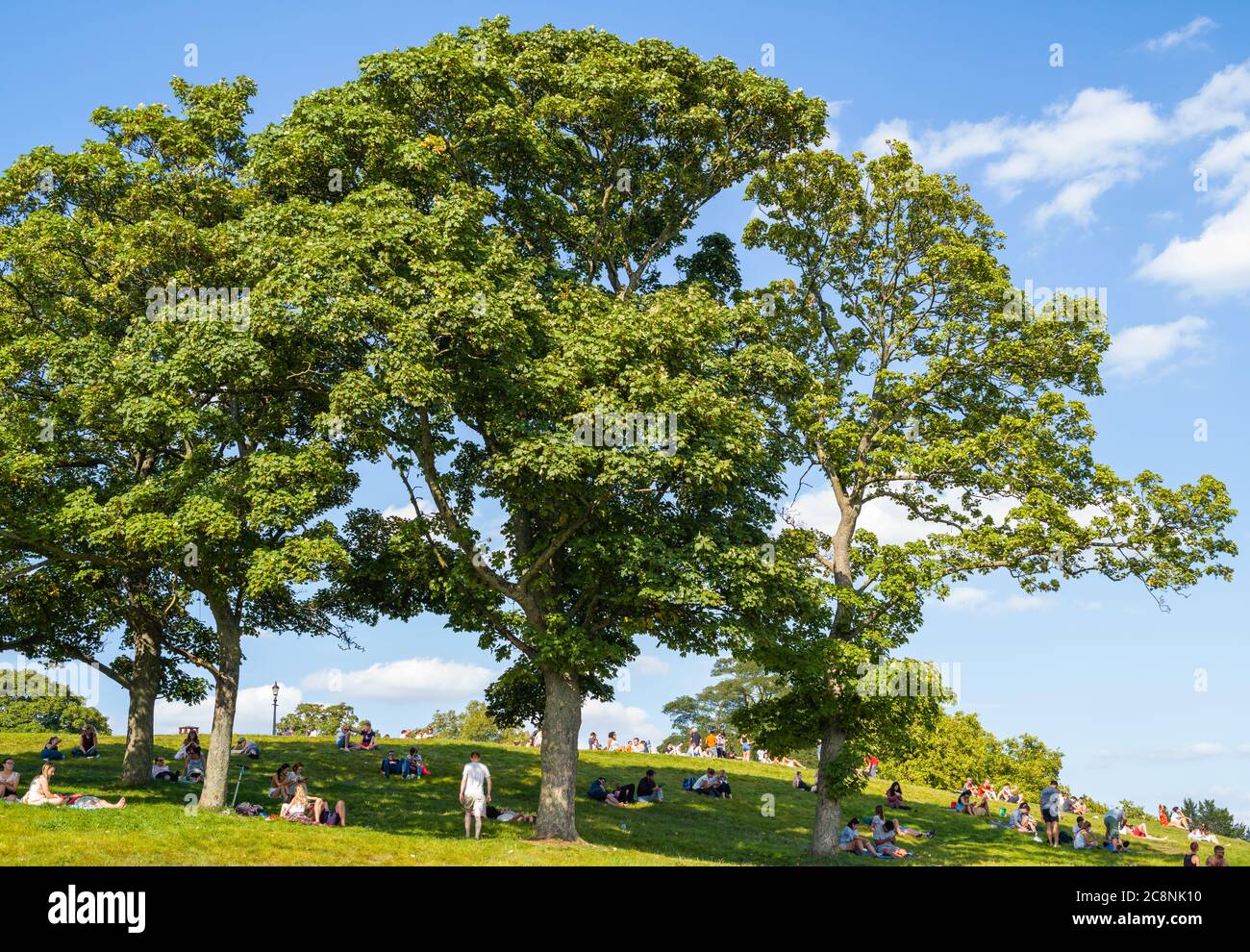 Visitors to Primrose Hill in London relax under or near massive, imposing trees. Set against a blue sky with white clouds on a stunning autumn day. Stock Photo