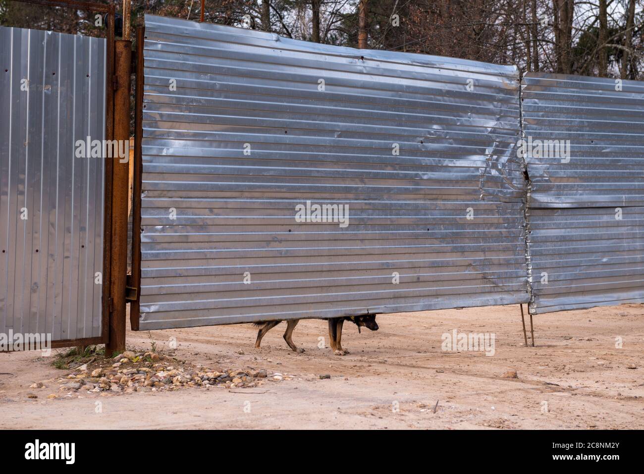 Guard Dog Looking Out From Under The Fence Stock Photo Alamy Guard Dog Looking Out From Under The Fence Stock Photo Alamy