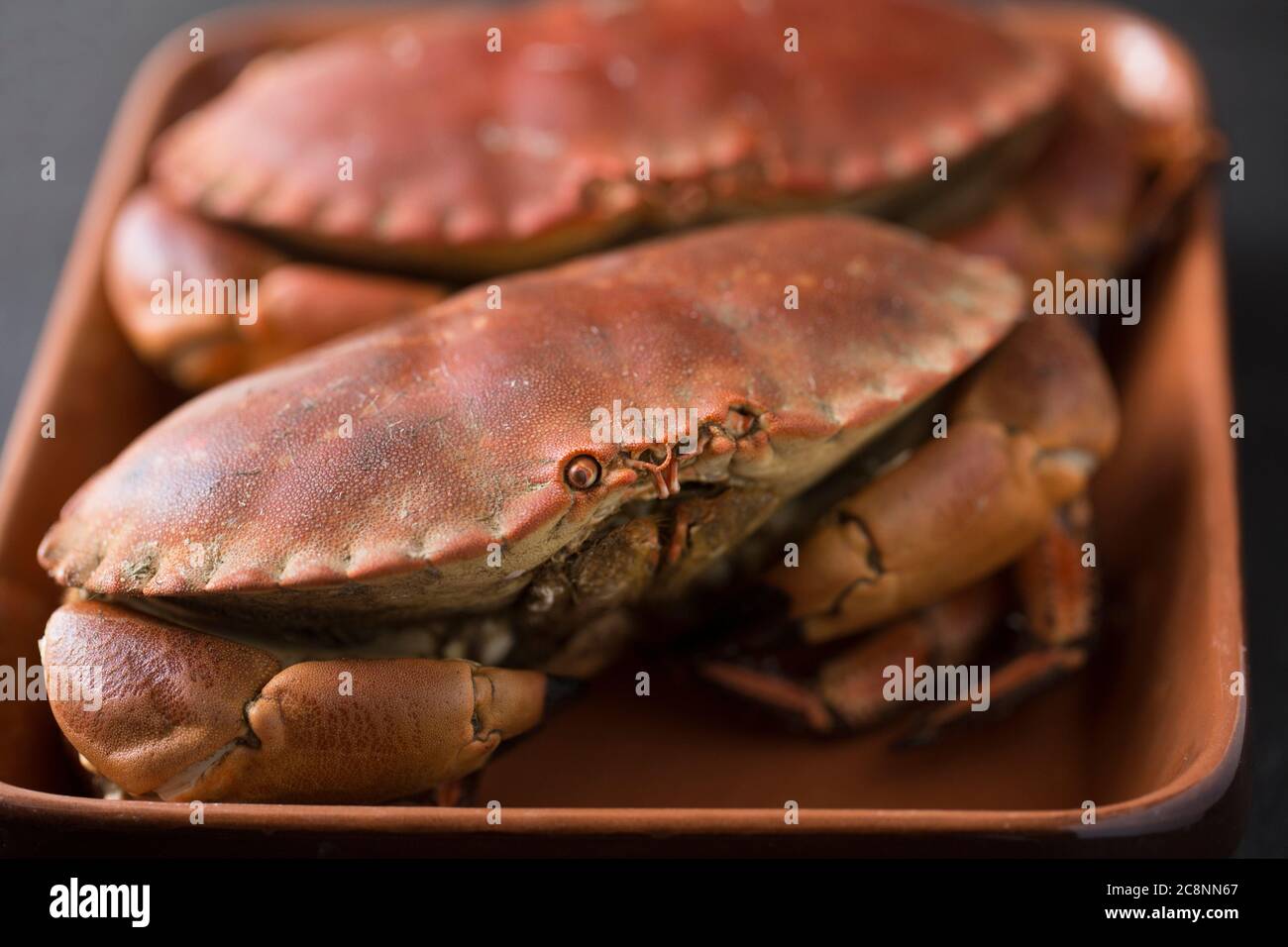 Two boiled, cooked brown crabs, Cancer pagurus, caught in the English