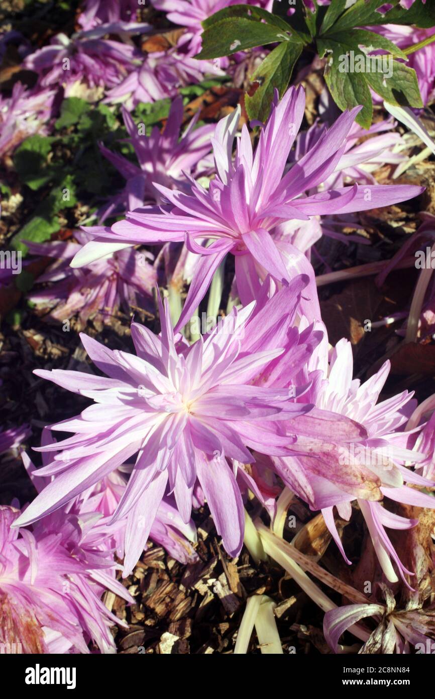 Colchicum autumnale 'Waterlilly' an autumn fall flower bulb plant commonly known as Autumn Crocus stock photo Stock Photo