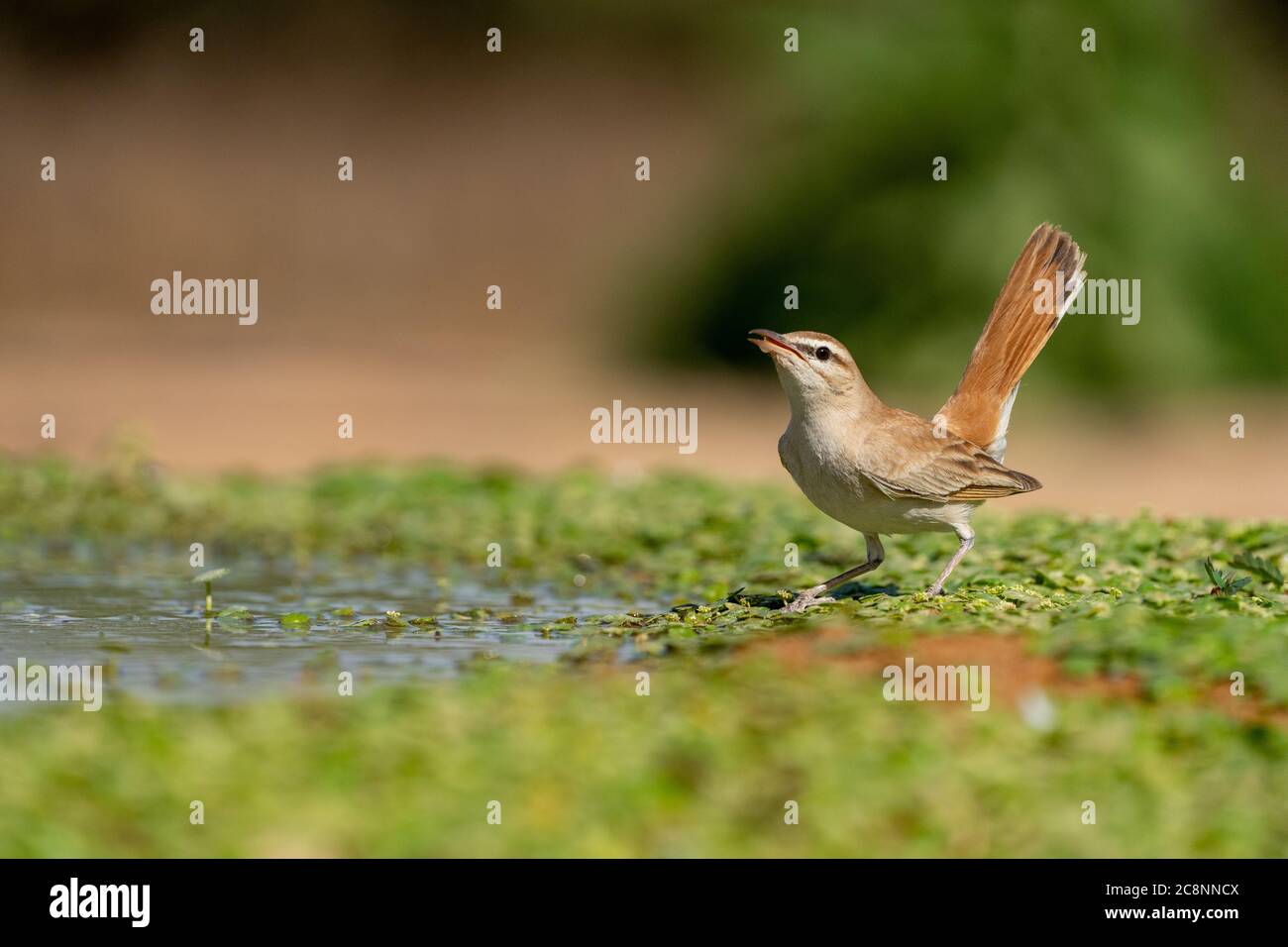 Rufous-tailed scrub robin (Cercotrichas galactotes Stock Photo - Alamy