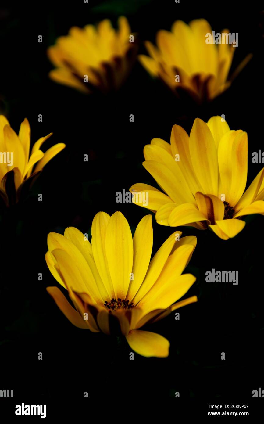 a collection of yellow flowers opening in the morning sun isolated with