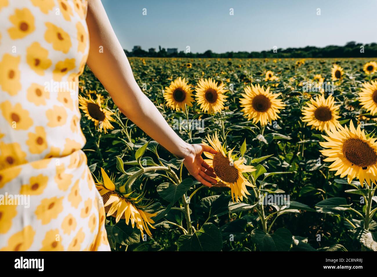 Beautiful young caucasian woman in dress at sunflower field, touches a ...