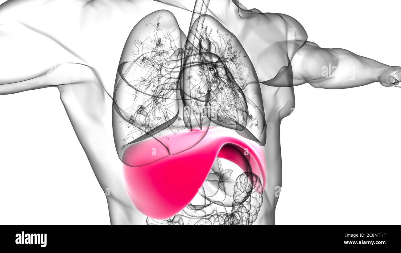 Diaphragm body part hi-res stock photography and images - Alamy