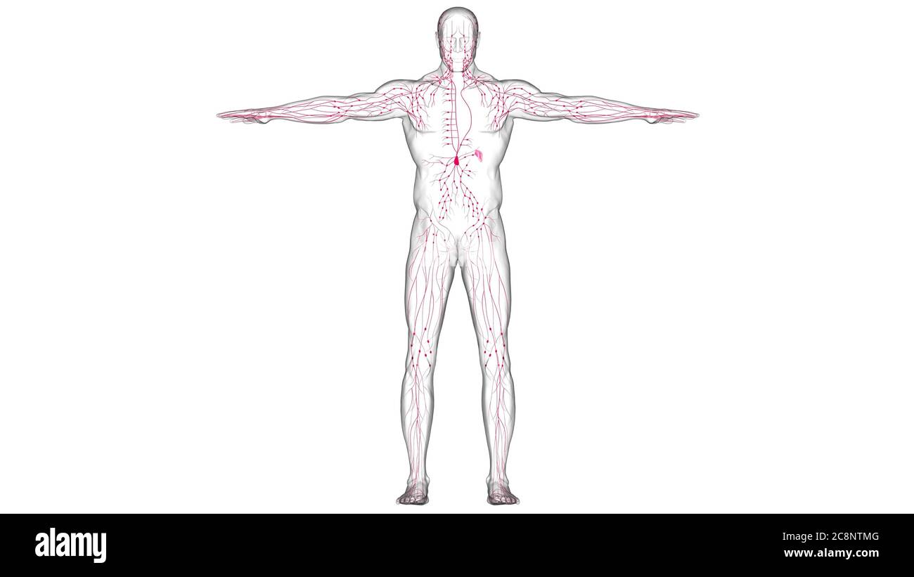 Human Lymph Nodes Anatomy For Medical Concept 3D Illustration Stock ...