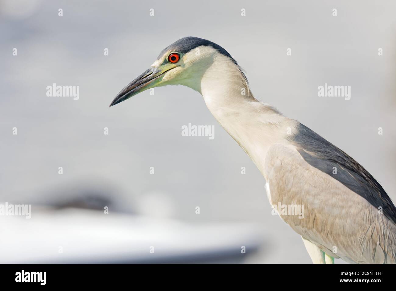 Close-up portrait of a beautiful adult Black-crowned Night Heron (Nycticorax nycticorax). Note the beautiful red eye. Stock Photo