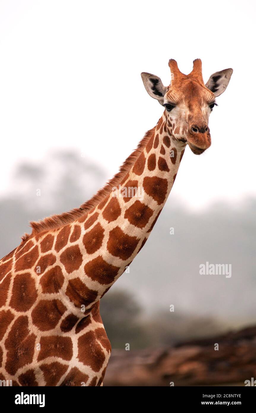 Rothschild's giraffe, Giraffa camelopardalis rothschildi. Lake Nakuru National Park. Kenya. Africa. Stock Photo
