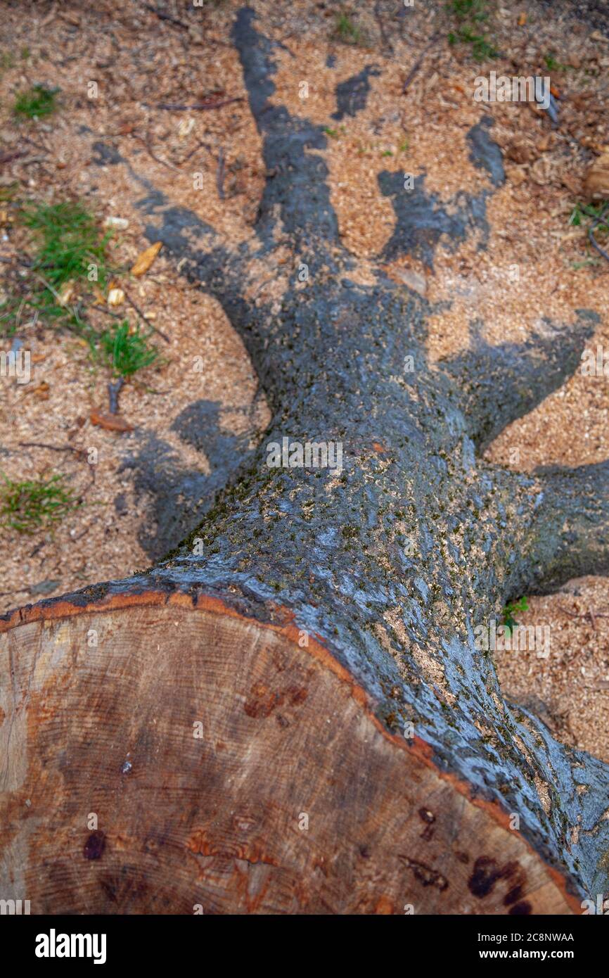 Felled beech tree, trees, Dismantle Copper Beech, mature beech trees, high winds and storms, magnificent trees, unsafe felled, rotten fungal infection. Stock Photo