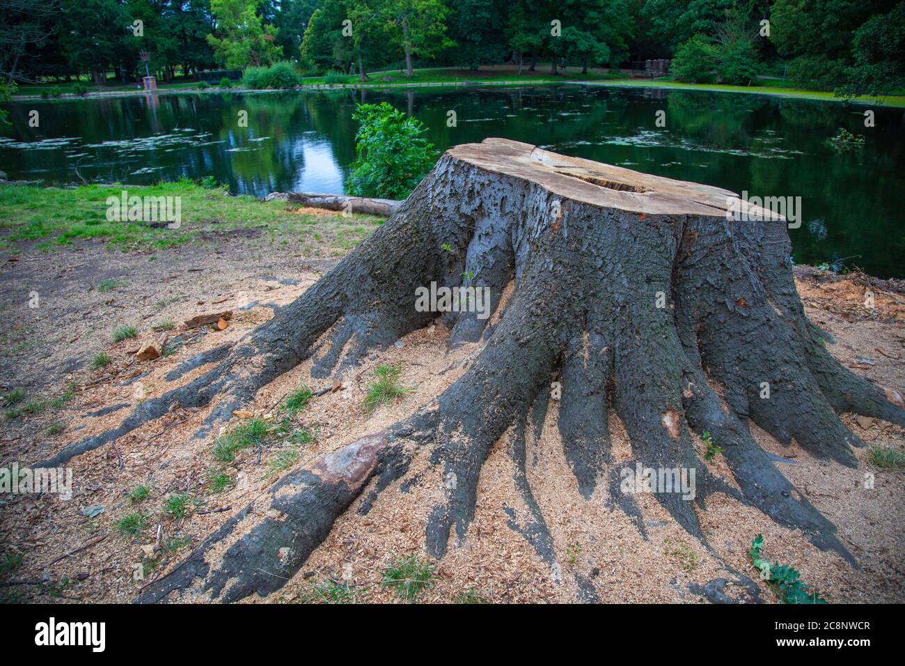 Felled beech tree, trees, Dismantle Copper Beech, mature beech trees, high winds and storms, magnificent trees, unsafe felled, rotten fungal infection. Stock Photo