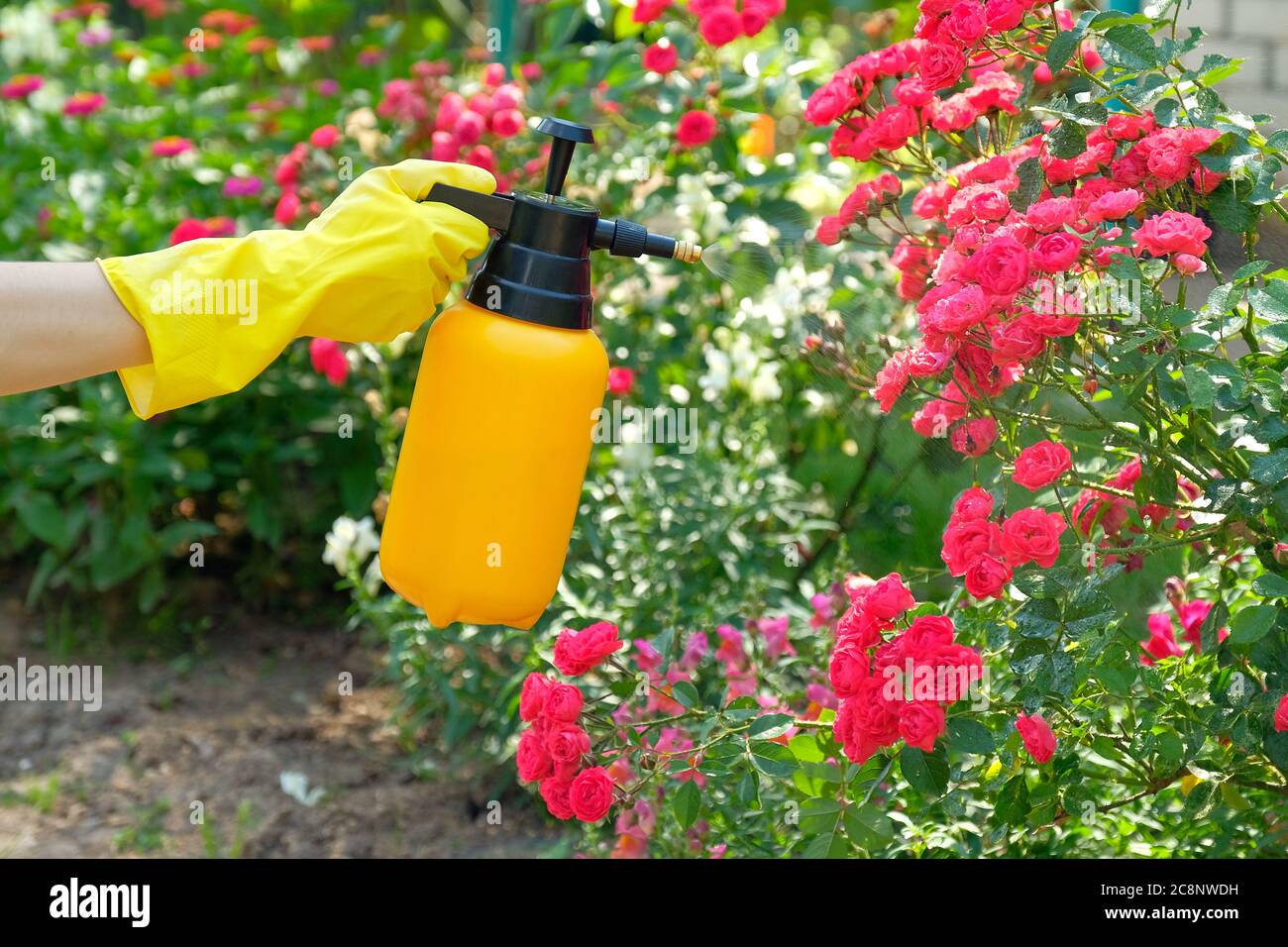 Woman with protective gloves spraying a blooming roses in garden. Using