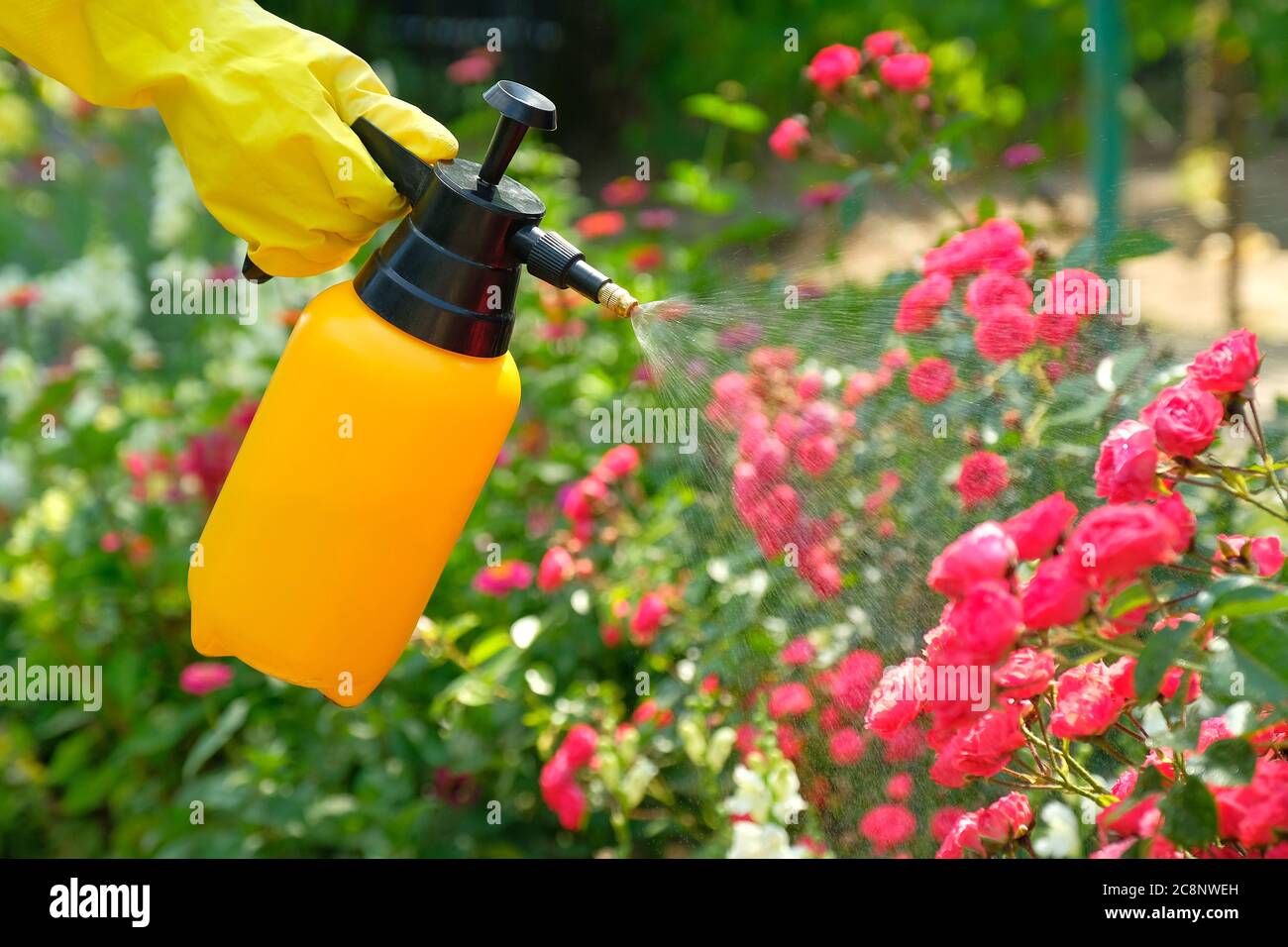 Female hand holding garden spray bottle with pesticides and spraying