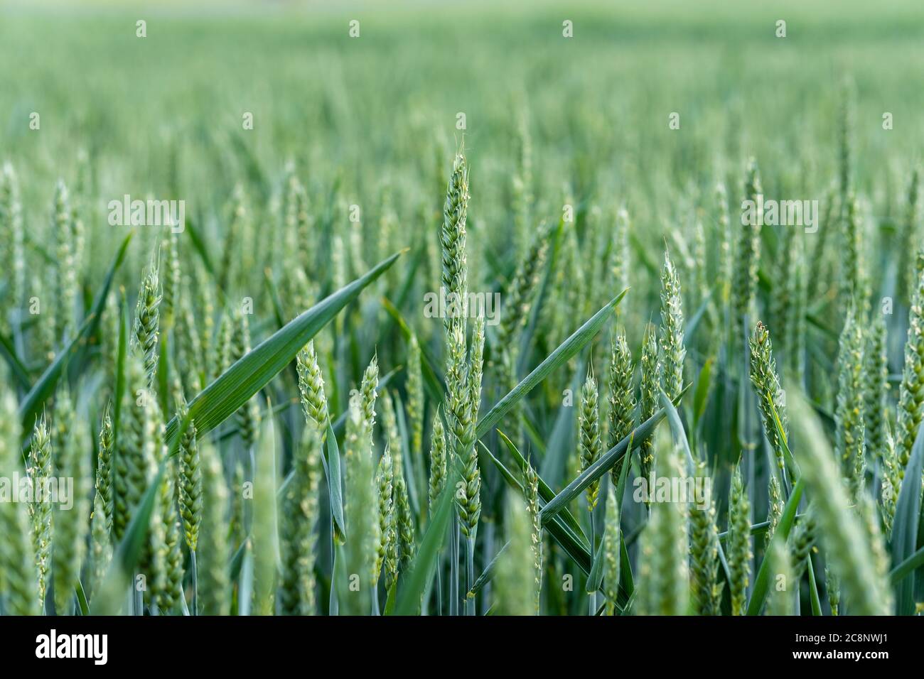 Close-up of green wheat on agricultural field. Young wheat ears growing and ripening in organic cereal cultivation. Food staple for a healthy eating. Stock Photo