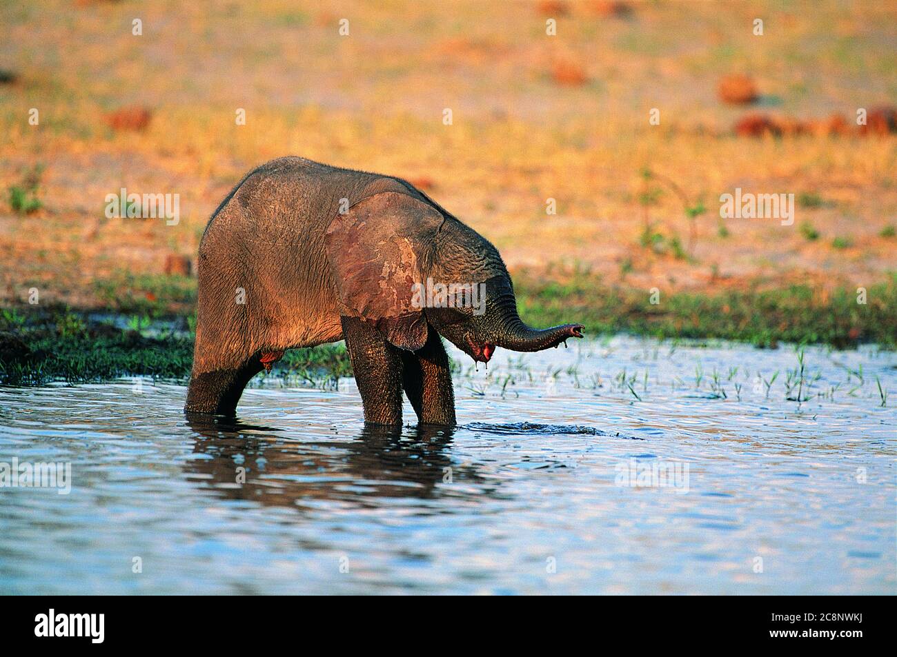 Baby elephant playing in water in a pond in the grass lands. Stock Photo