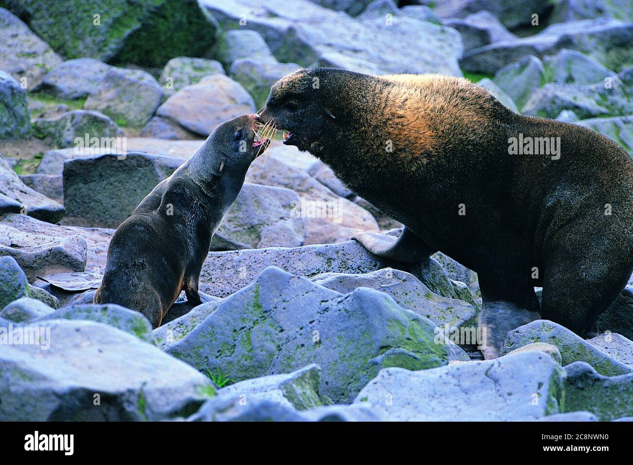 Mother Seal caressing and protecting her offspring Stock Photo