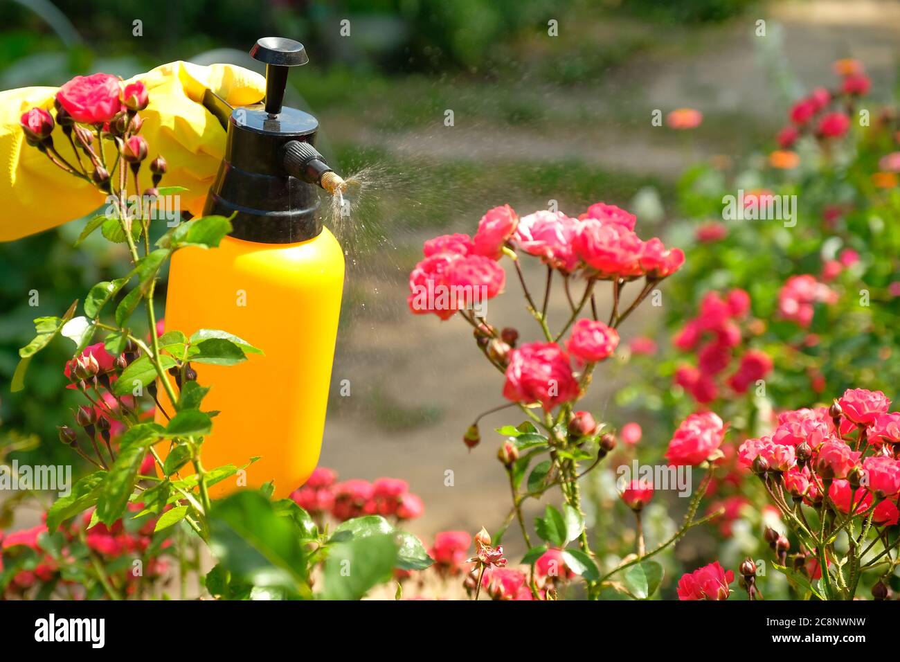 Gardener with protective gloves spraying a blooming flowers. Using