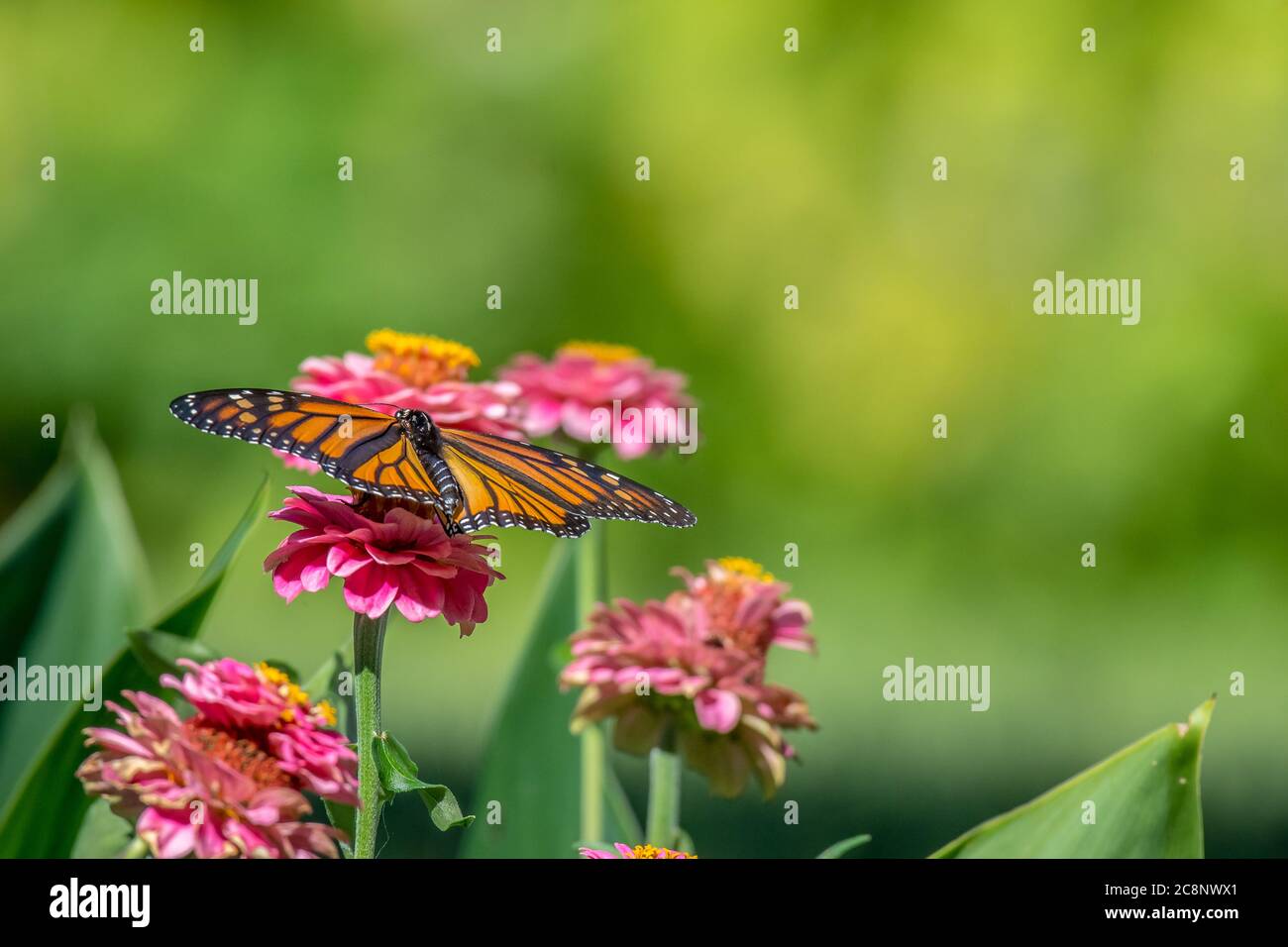 Closeup of a beautiful bright orange and black monarch butterfly feeding on a brilliant pink zinnia flower bloom in a garden. Stock Photo