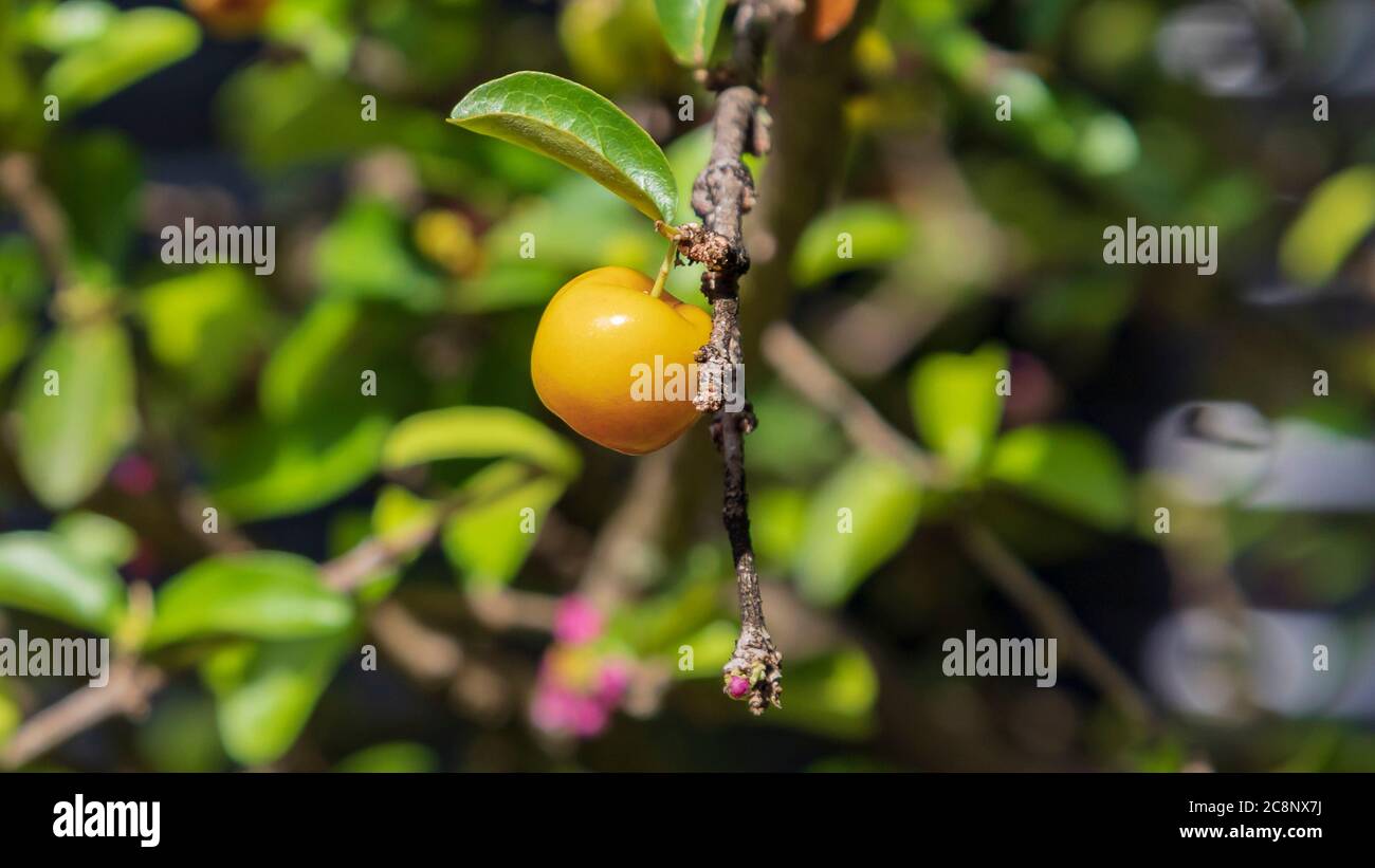 a yellow acerola cherry in focus in direct sunlight with a green leaf above isolated on a flowering acerola cherry tree Stock Photo