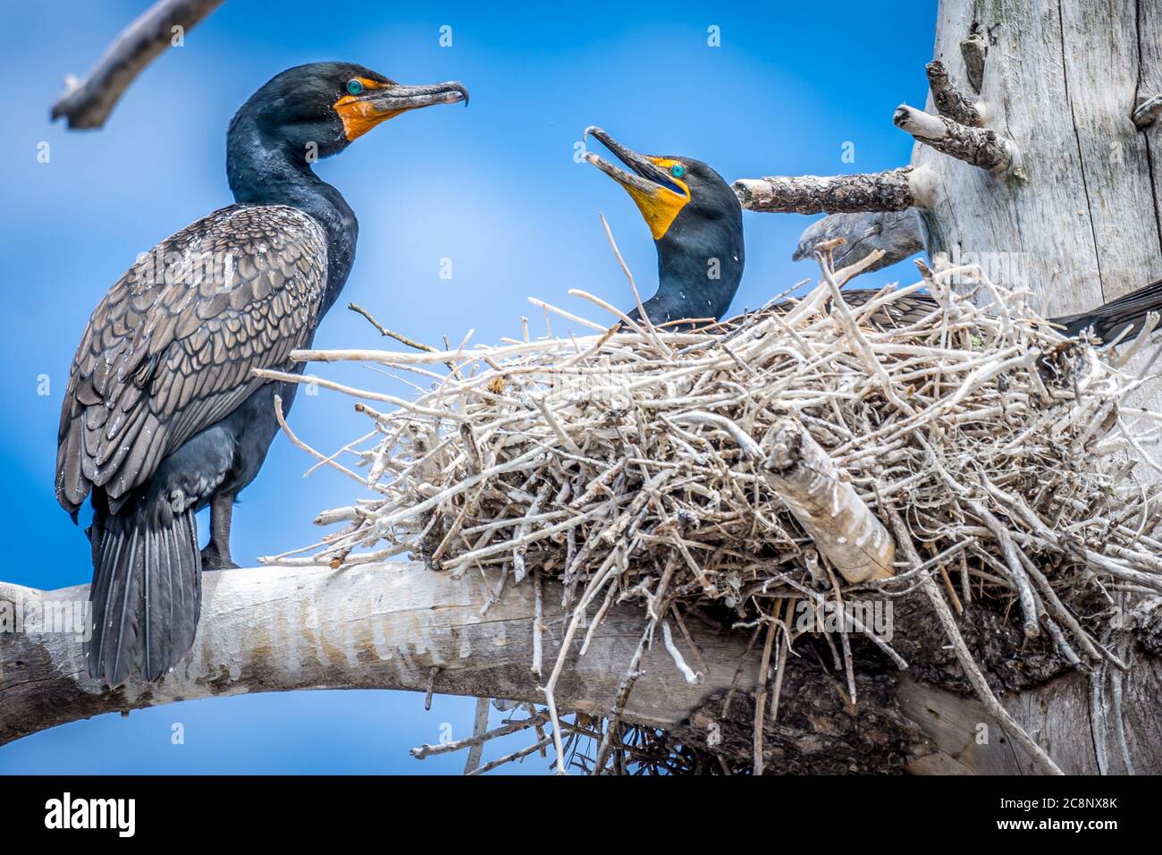 A pair of wild Cormorants nesting in a dead tree on a small island in a ...