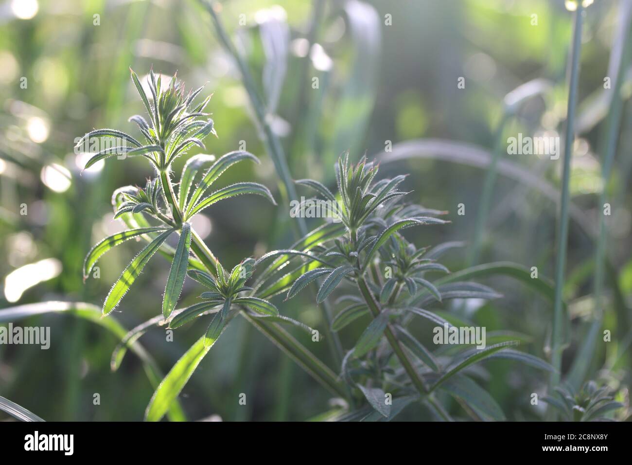 Green burdock herb or galium aparine - plant family gentianales Stock Photo