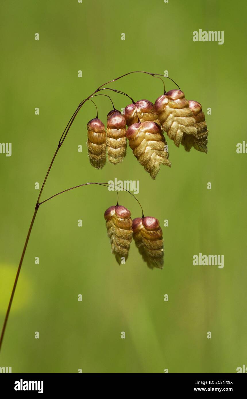 Mature flowers of Greater quaking grass (Briza maxima) over a green out of focus natural background. Arrabida mountains, Setubal, Portugal. Stock Photo