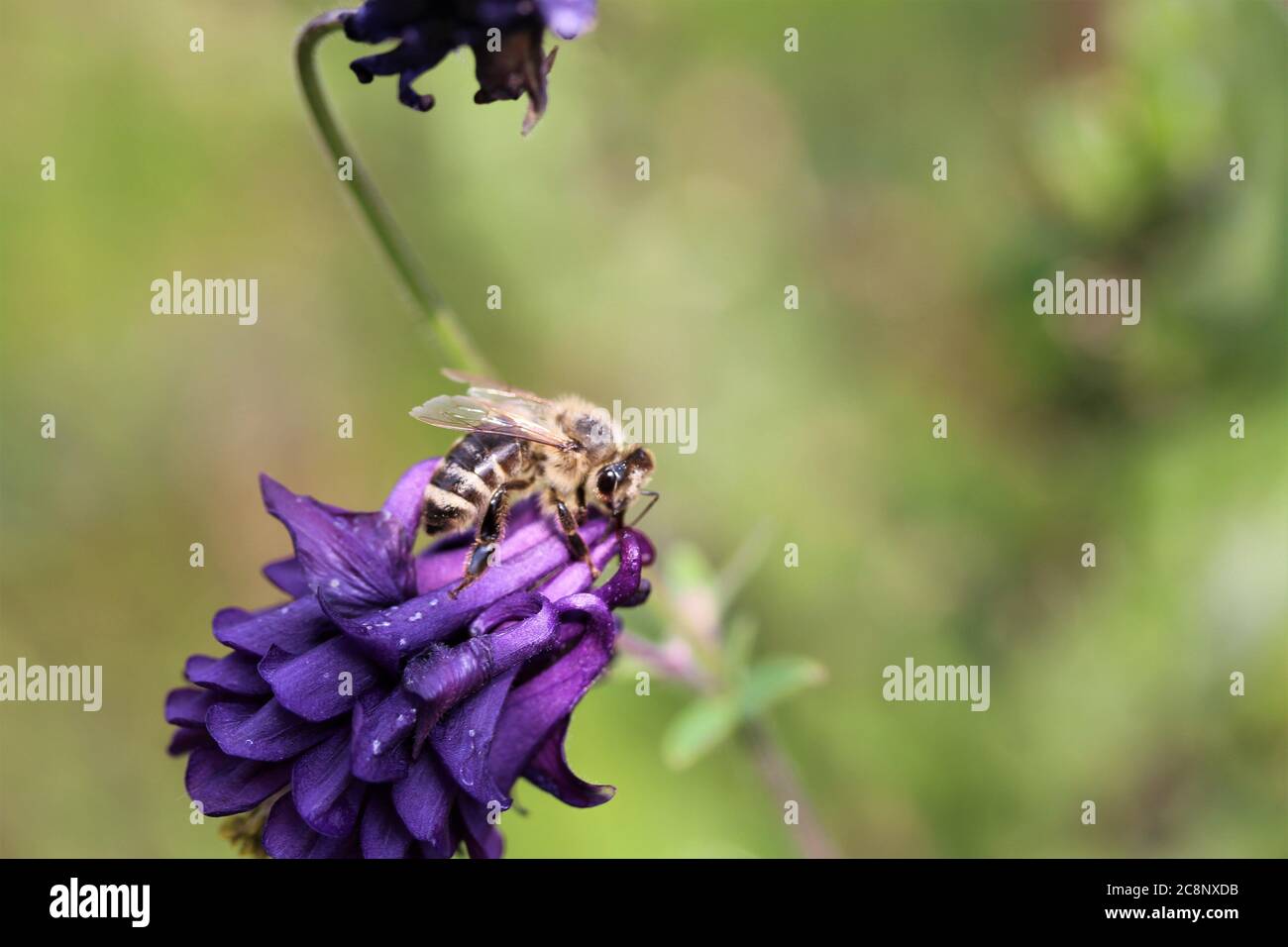 A purple aquilegia vulgaris with a hoverfly Stock Photo