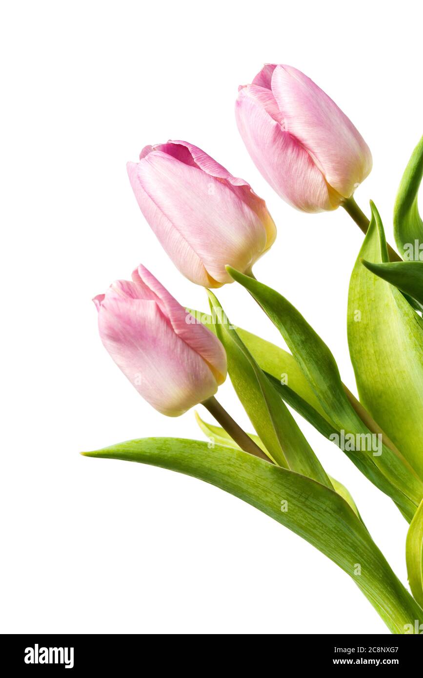 Three fresh pink tulips isolated on white background Stock Photo - Alamy