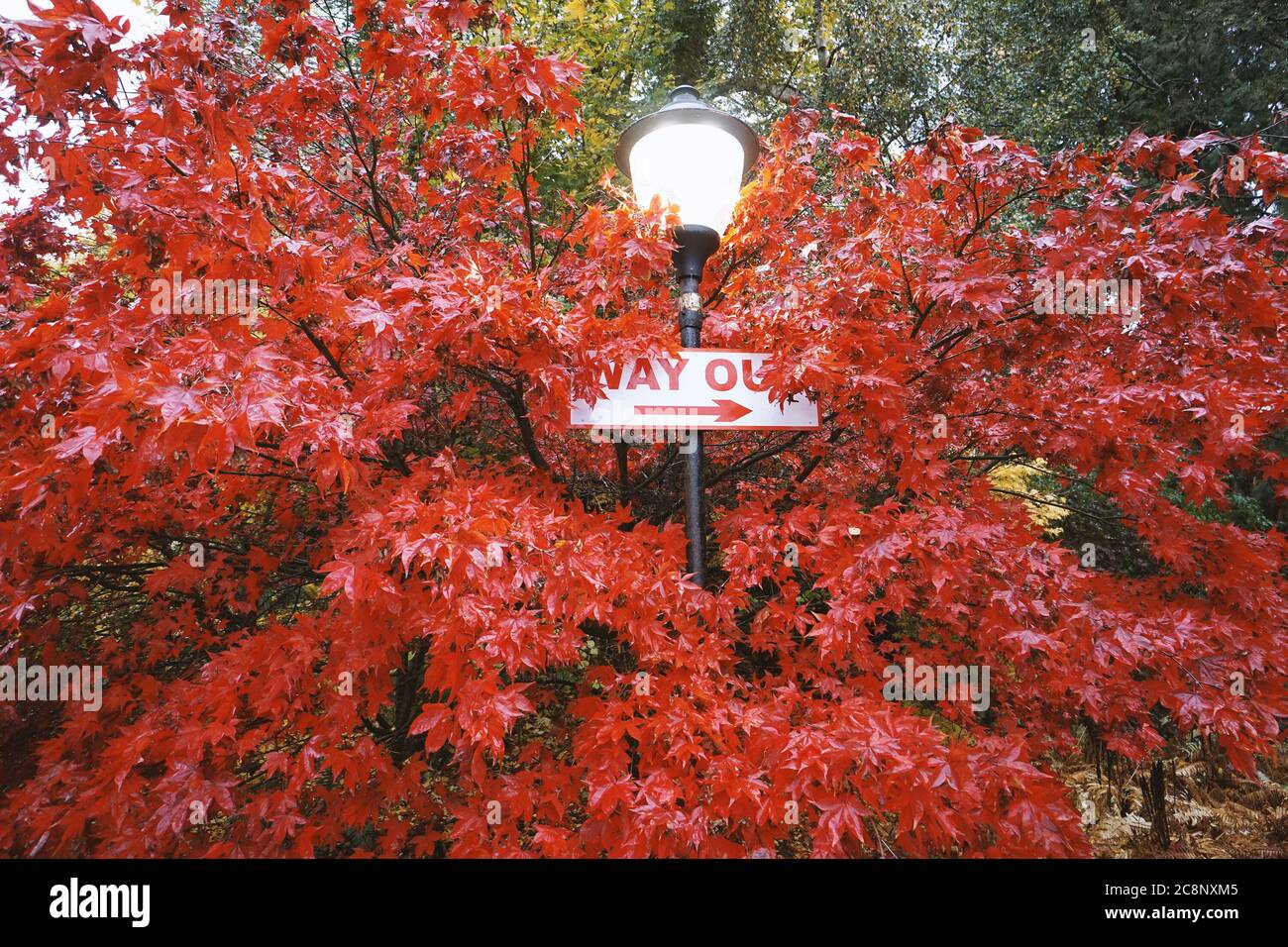 way out signal on a lamp submerged in red maple leaves, dublin Stock Photo