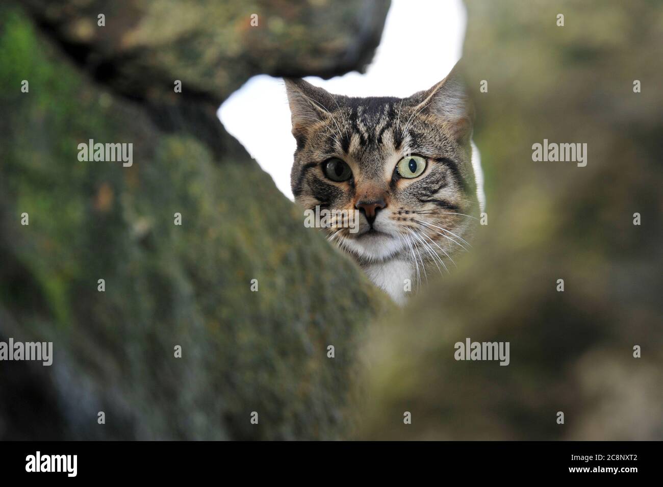cat hidden behind rocks Stock Photo - Alamy