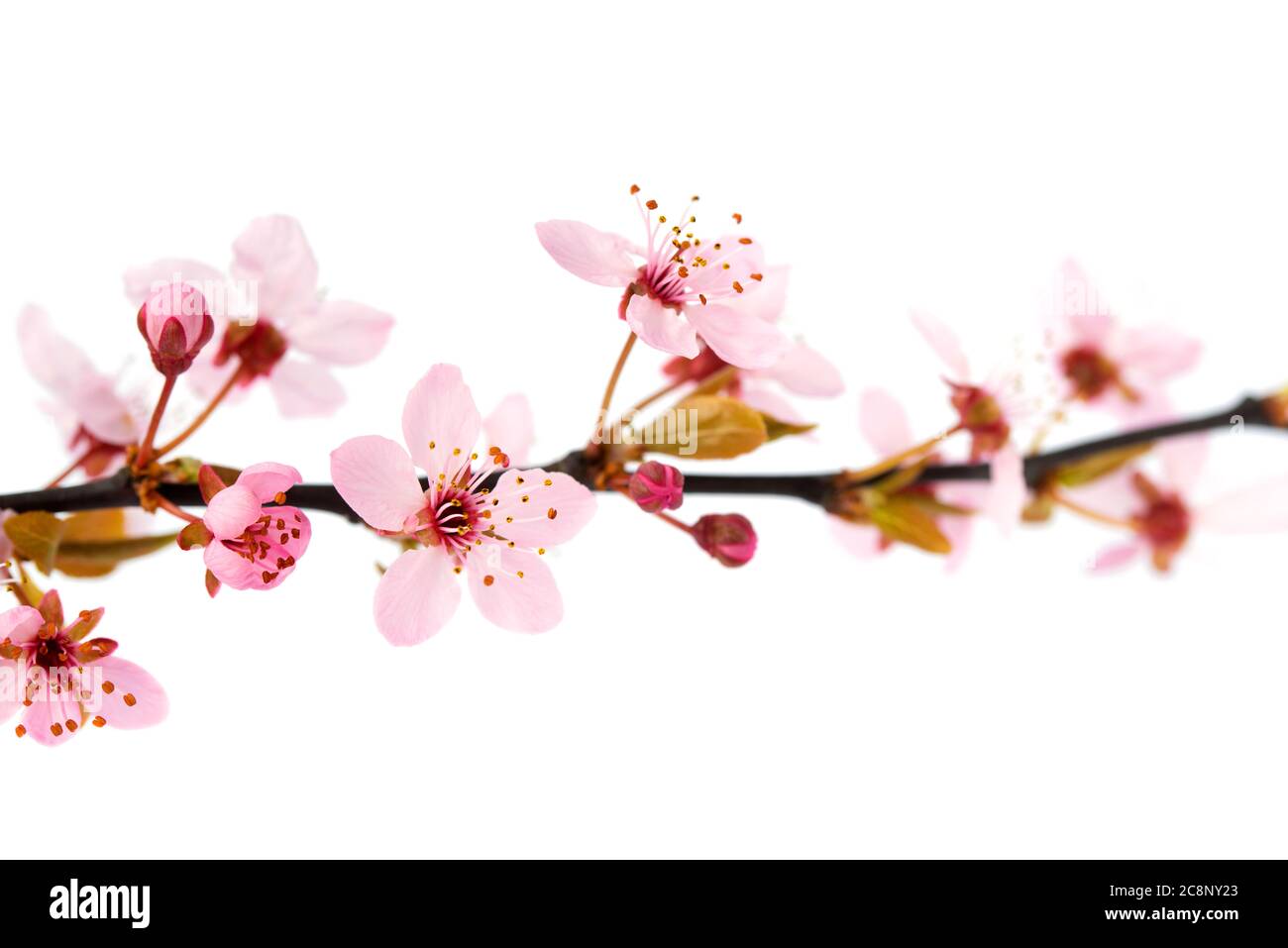 Spring cherry tree flowers, isolated on white background Stock Photo ...