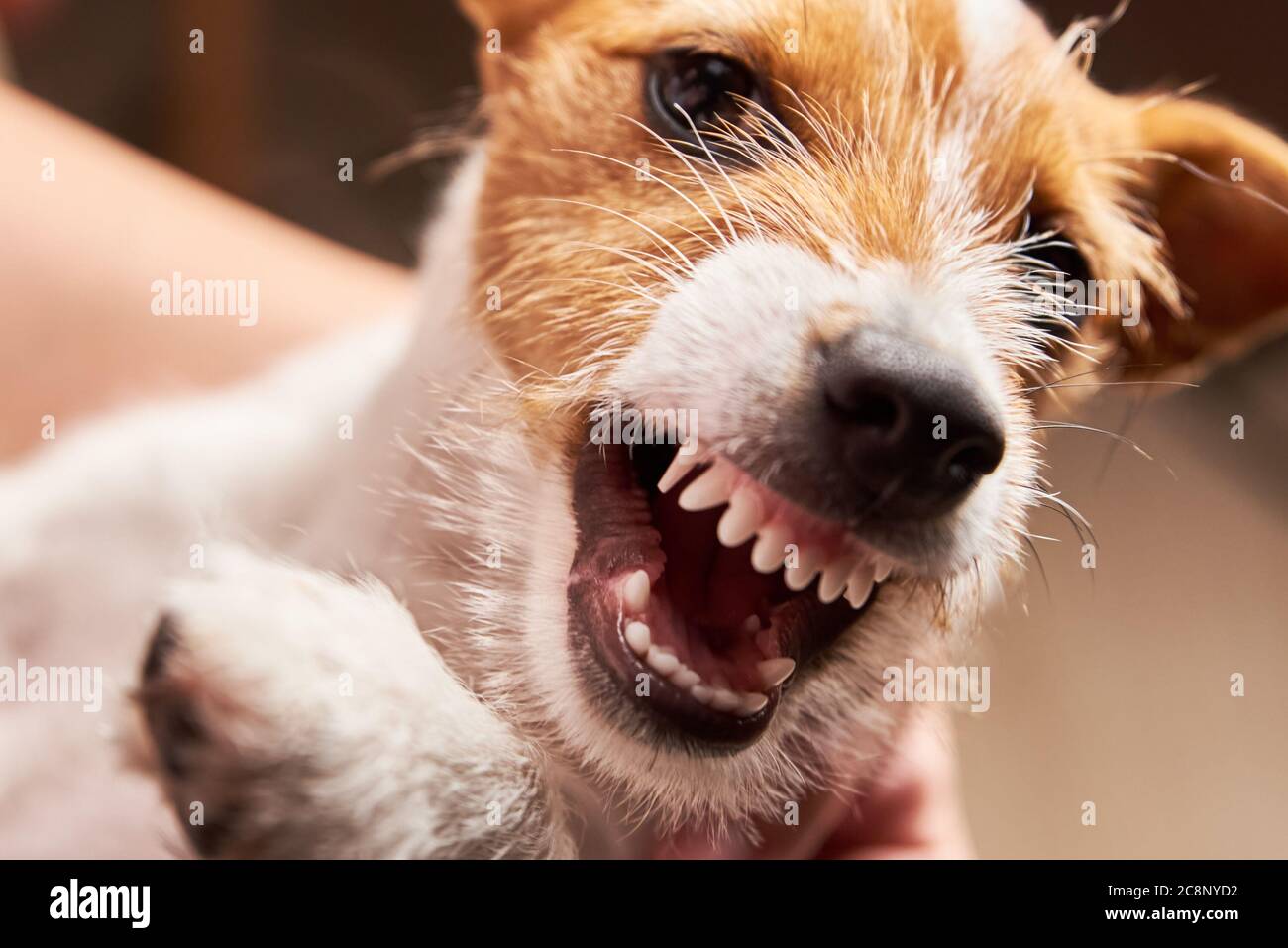 Aggressive dog with a bared fangs. Grinning puppy Jack Russell terrier Stock Photo