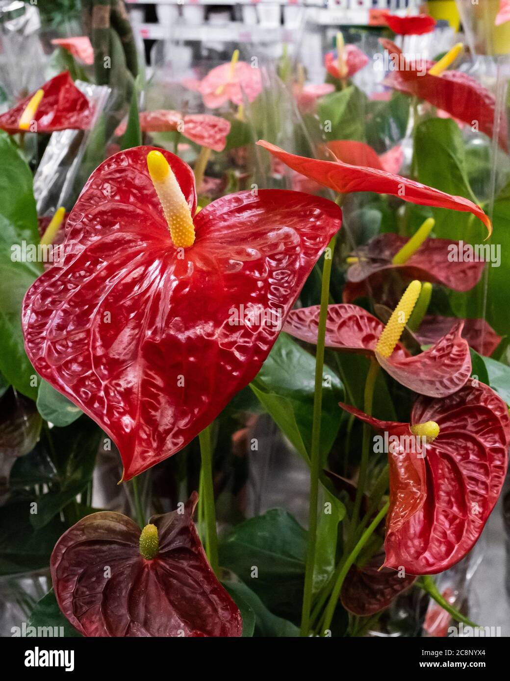 Flowering houseplant anthurium is sold in a flower shop. Close up Stock  Photo - Alamy