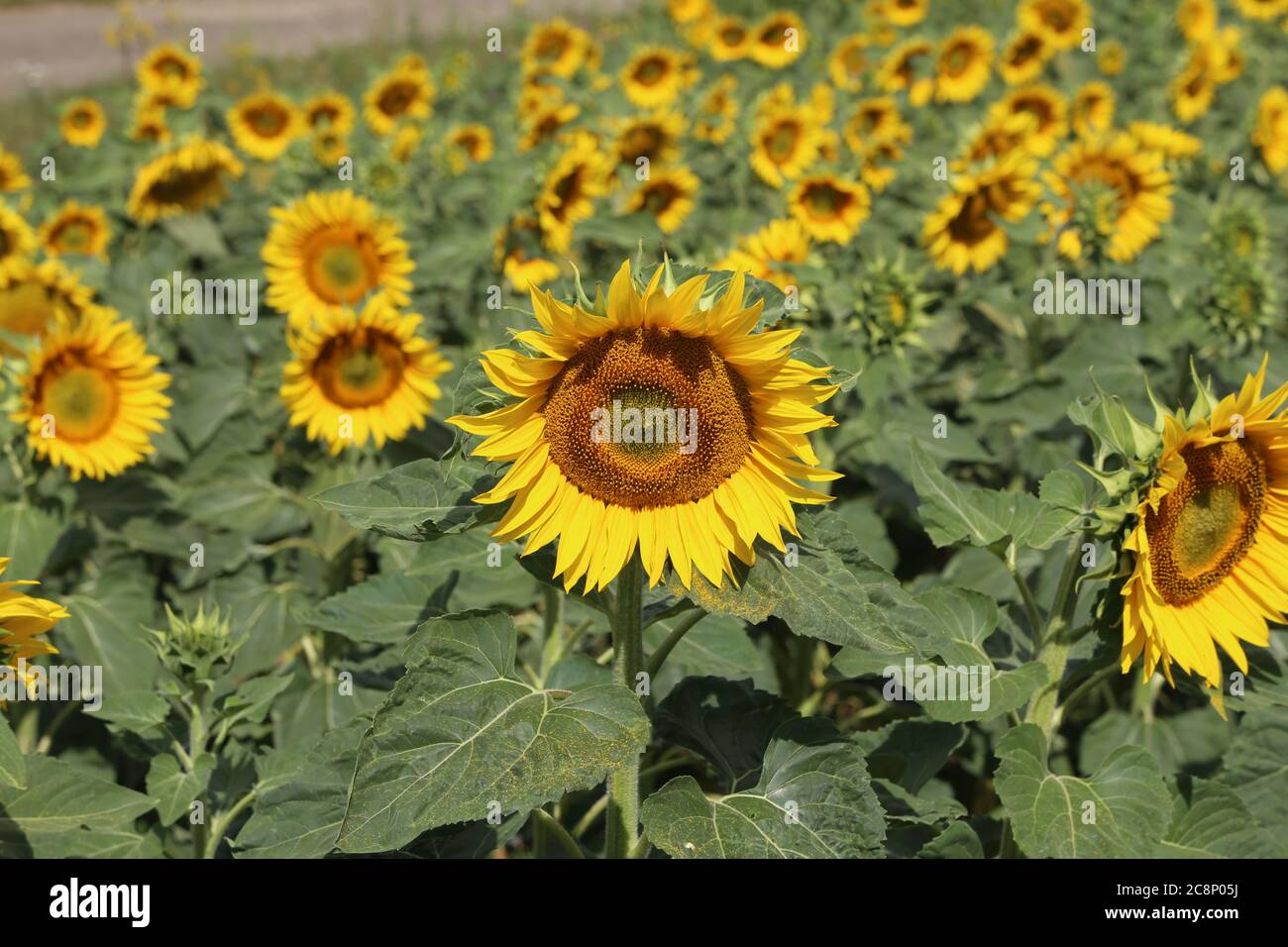 Yellow sunflower in a field on a green background Stock Photo - Alamy