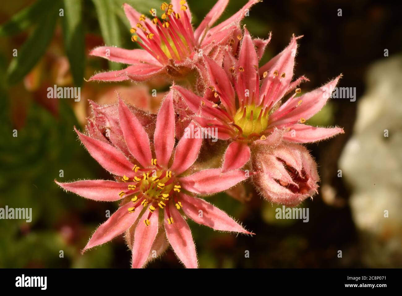 Close-up of the flower of Sempervivum, Jobivara  ‘Red Tips’,succulent perennial evergreen rosettes with fleshy green leaves. Stock Photo