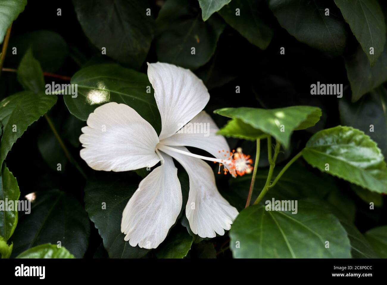 white Hibiscus flowers isolated green background Stock Photo