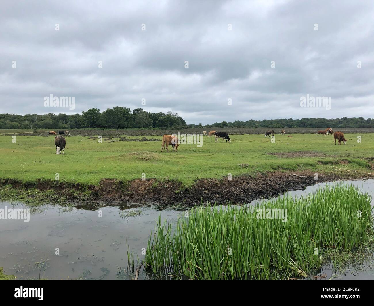 Cattle grazing in New Forest, Hampshire, England, UK Stock Photo - Alamy