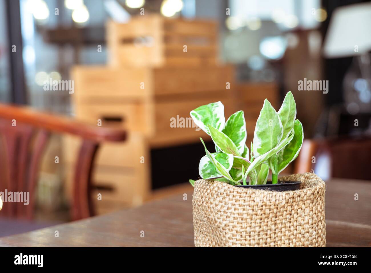 little tree pot on the desk in the living room, backgound with copy space concept Stock Photo