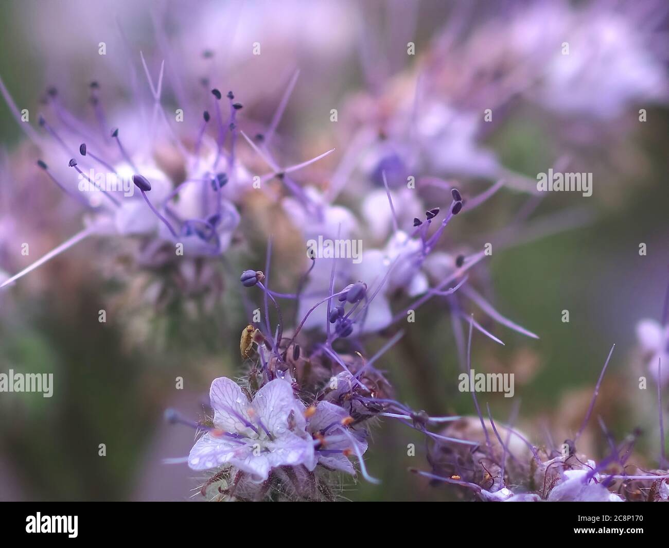 Macro of purple boraginaceae flowers Stock Photo