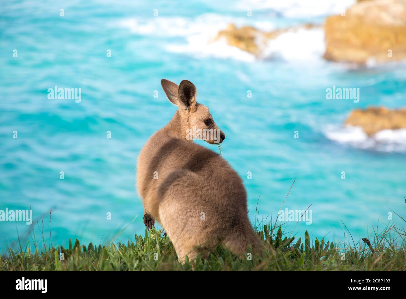 Rear view of a joey eating grass by sea, North Stradbroke Island, Moreton Bay, Queensland, Australia Stock Photo
