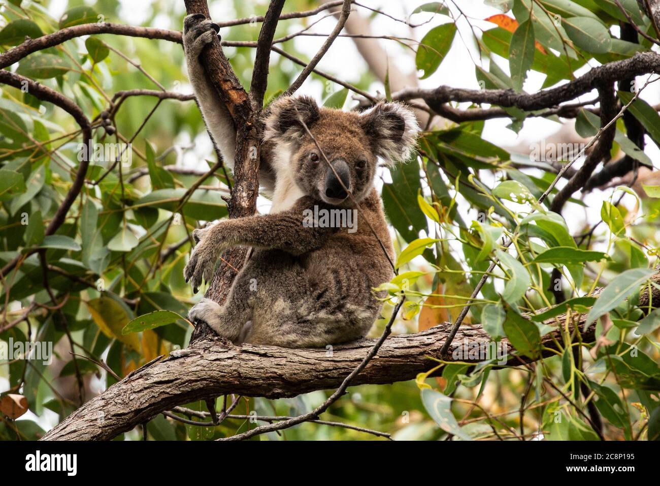 Koala sitting in a gum tree, Queensland, Australia Stock Photo