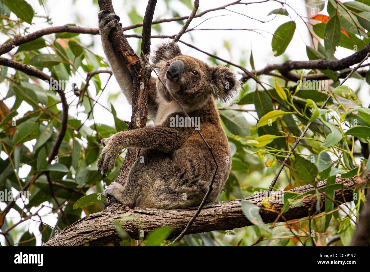 Koala bear sitting in a tree hi-res stock photography and images - Alamy