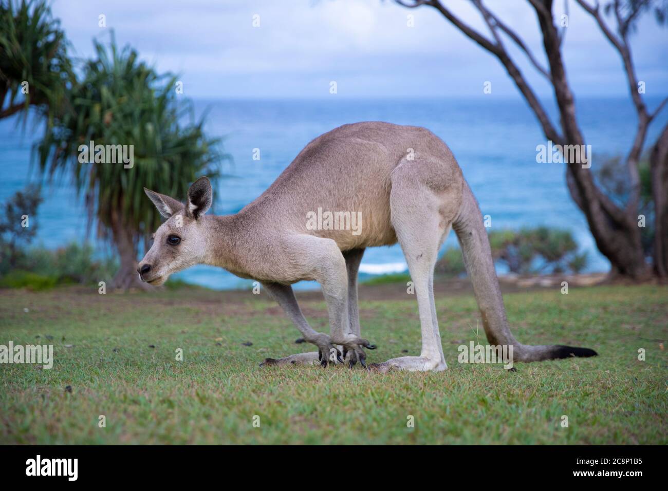 Portrait of a kangaroo, Queensland Australia Stock Photo