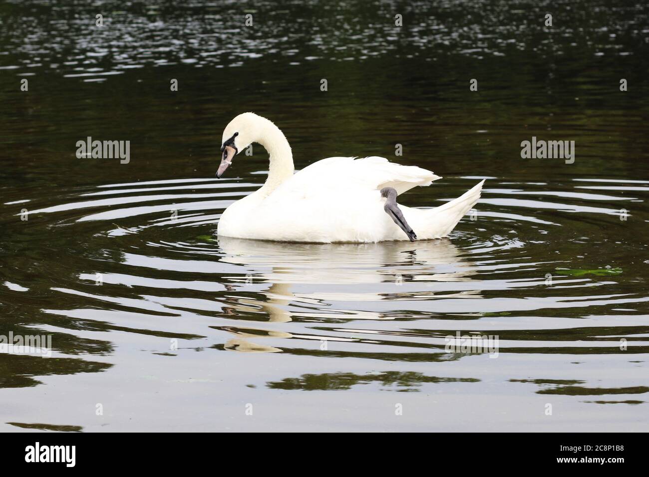 The Beautiful White Swan is Swimming in the Pond Stock Photo - Alamy