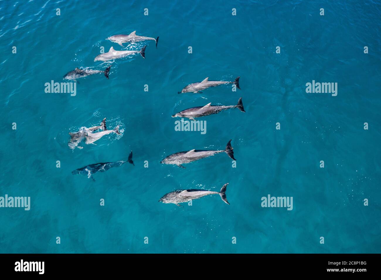 Dolphin Group Images – Browse 9,462 Stock Photos, Vectors, and Video