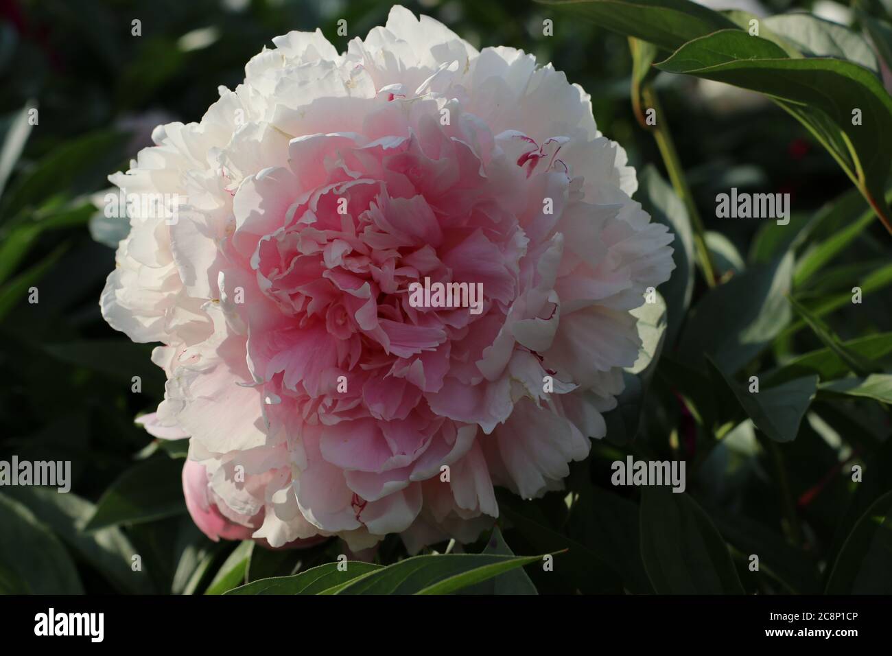 Peony flowers in park hi-res stock photography and images - Alamy